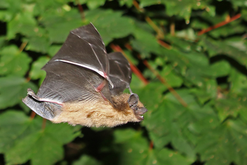 In flight serotine John Dixon